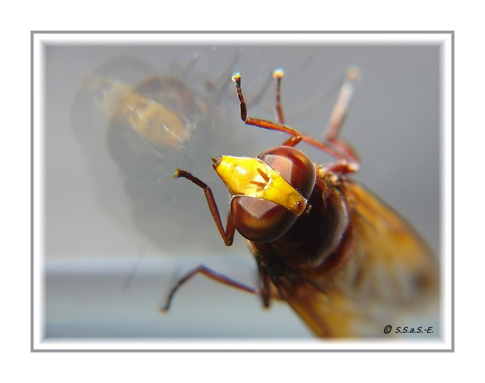 Hornissenschwebfliege (Volucella zonaria)