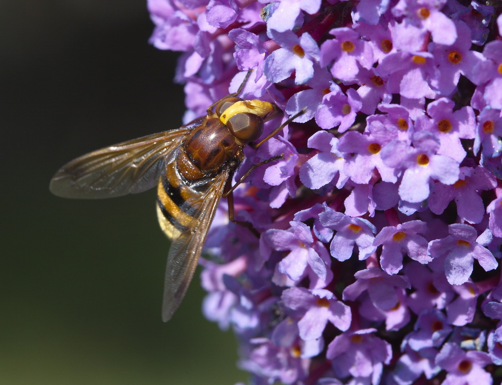 Hornissenschwebfliege (volucella zonaria)