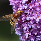 Hornissenschwebfliege (volucella zonaria)