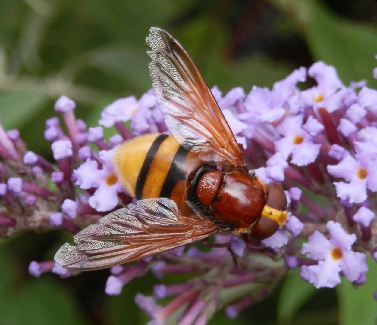 Hornissenschwebfliege (Volucella zonaria) - Eine gelungene Mimikry