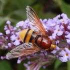 Hornissenschwebfliege (Volucella zonaria) - Eine gelungene Mimikry