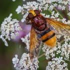 Hornissenschwebfliege ( Volucella zonaria )