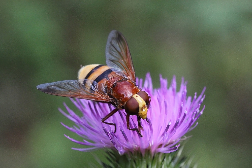 Hornissenschwebfliege (Volucella zonaria)