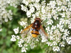 Hornissenschwebfliege (Volucella zonaria) - Männchen