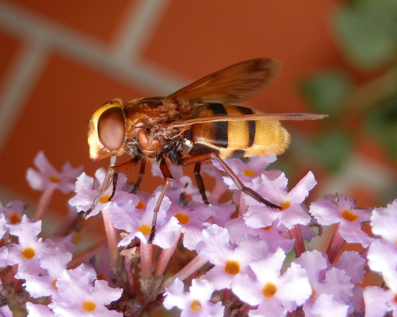 Hornissenschwebfliege (Volucella zonaria) - Weibchen