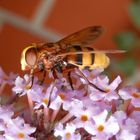 Hornissenschwebfliege (Volucella zonaria) - Weibchen