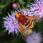 Hornissenschwebfliege, Volucella zonaria, Weibchen