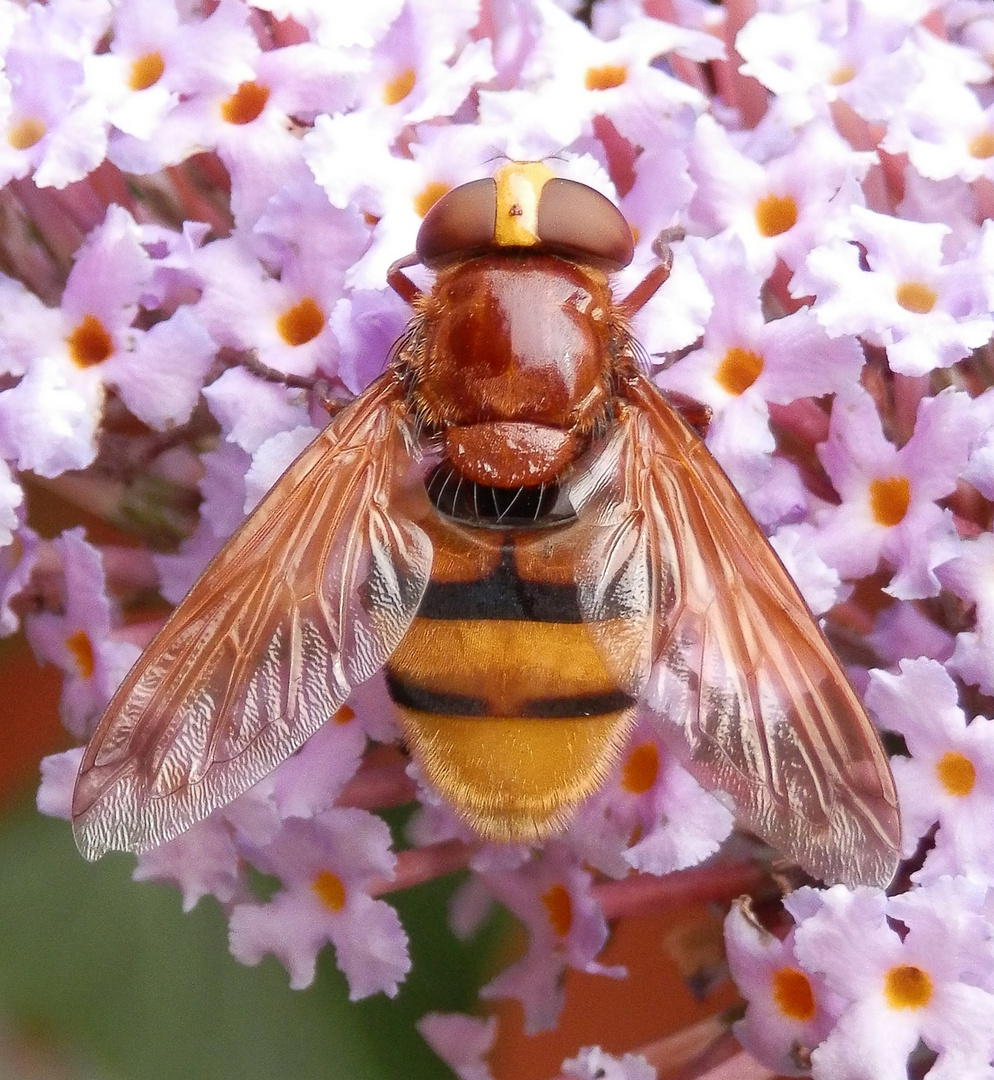 Hornissenschwebfliege (Volucella zonaria) - Weibchen