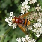 Hornissenschwebfliege (Volucella zonaria) - Weibchen