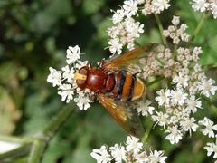 Hornissenschwebfliege (Volucella zonaria) - Weibchen