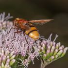 Hornissenschwebfliege von hinten