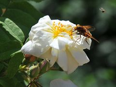 Hornissenschwebfliege zu Besuch auf---