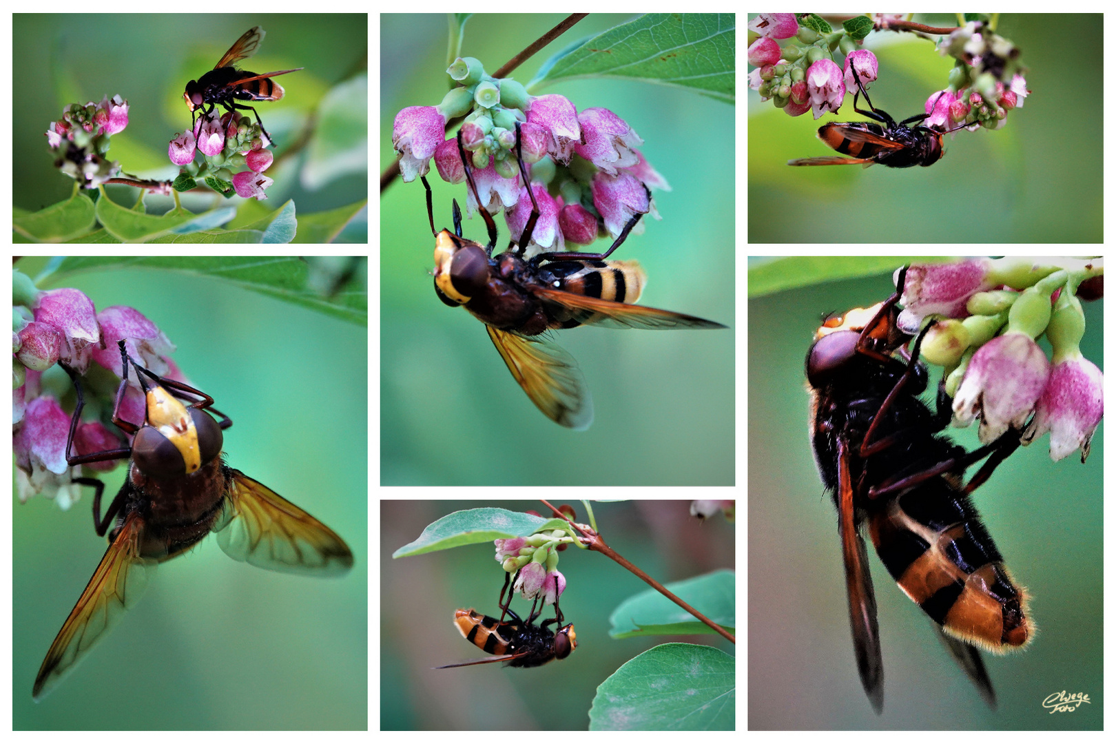 Hornissenschwebfliegen bei der Arbeit