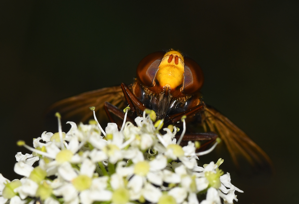 Hornisseschwebfliege 