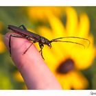 Hornkäfer auf meinem Finger....