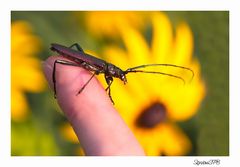 Hornkäfer auf meinem Finger....