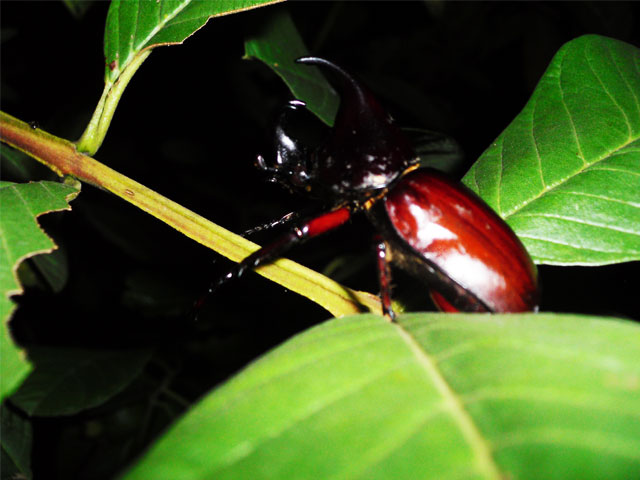 Hornkäfer aus Thailand