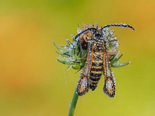 Hornklee-Glasflügler