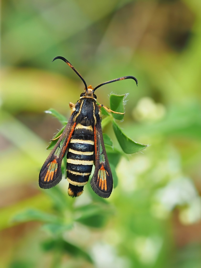 Hornklee-Glasflügler, Bembecia ichneumoniformis