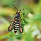 Hornklee-Glasflügler, Bembecia ichneumoniformis