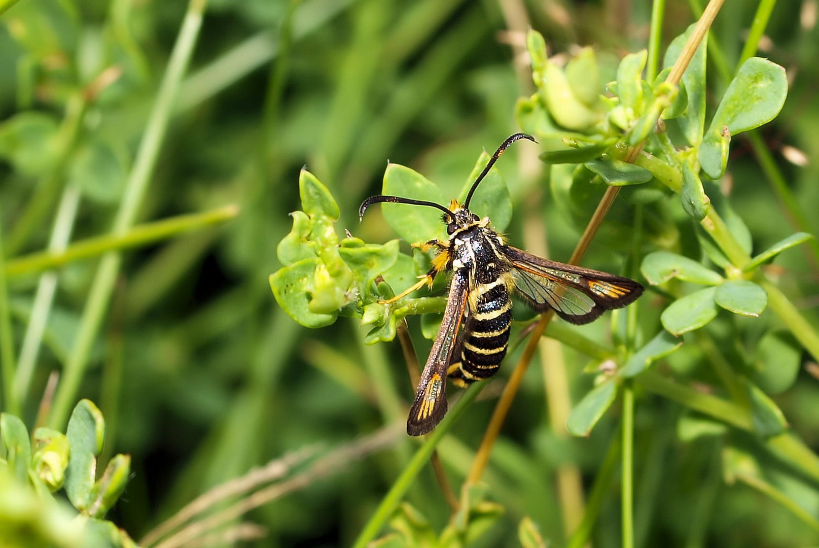 Hornklee-Glasflügler (Bembecia ichneumoniformis)