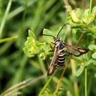 Hornklee-Glasflügler (Bembecia ichneumoniformis)