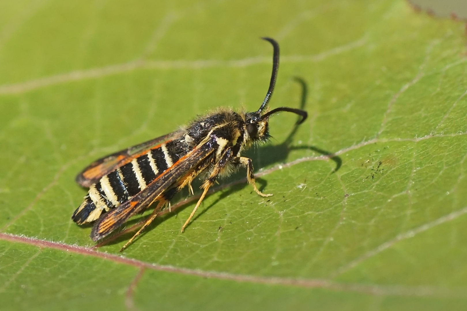 Hornklee-Glasflügler (Bembecia ichneumoniformis)