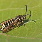 Hornklee-Glasflügler (Bembecia ichneumoniformis)