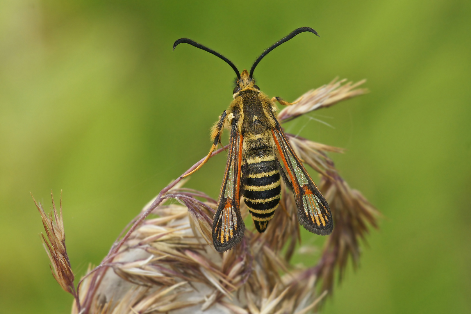 Hornklee-Glasflügler (Bembecia ichneumoniformis)