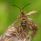 Hornklee-Glasflügler (Bembecia ichneumoniformis)