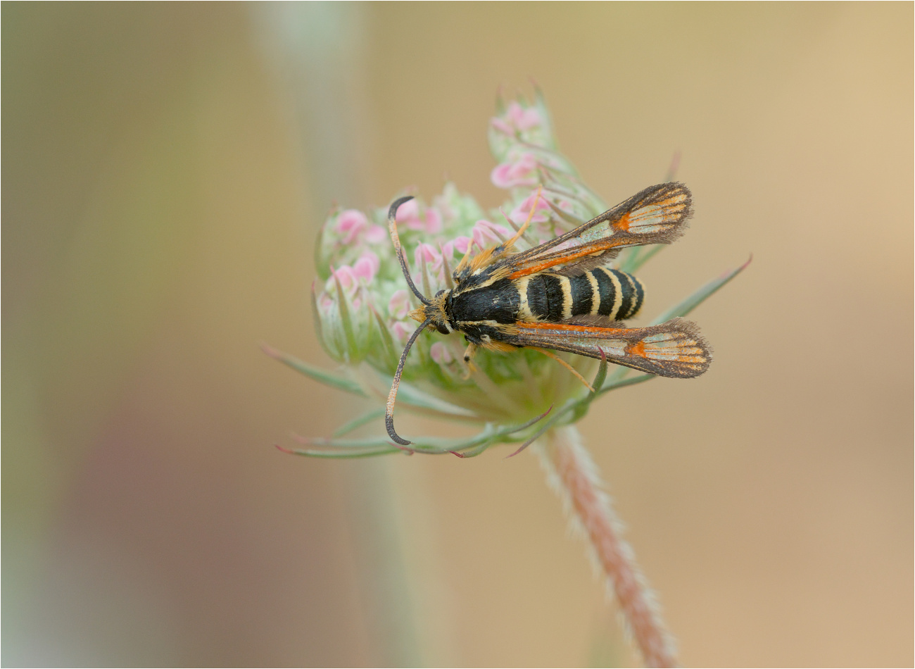 Hornklee-Glasflügler (Bembecia ichneumoniformis)