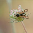 Hornklee-Glasflügler (Bembecia ichneumoniformis)