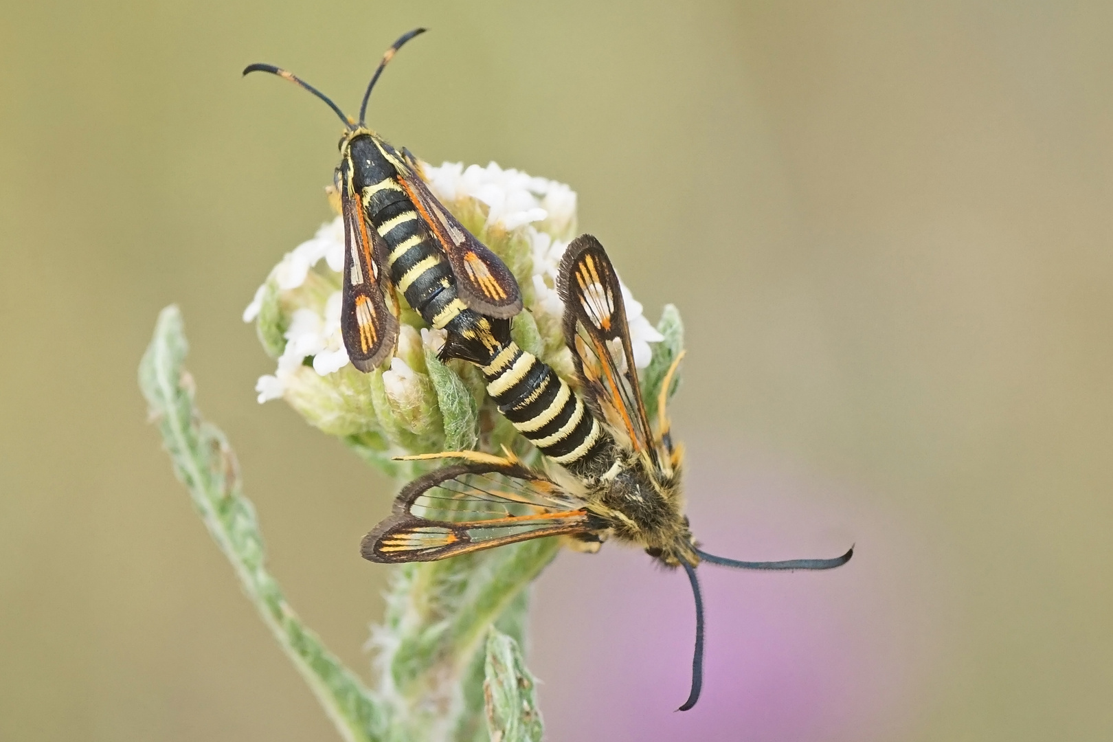 Hornklee-Glasflügler (Bembecia ichneumoniformis), Kopula