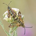 Hornklee-Glasflügler (Bembecia ichneumoniformis), Kopula