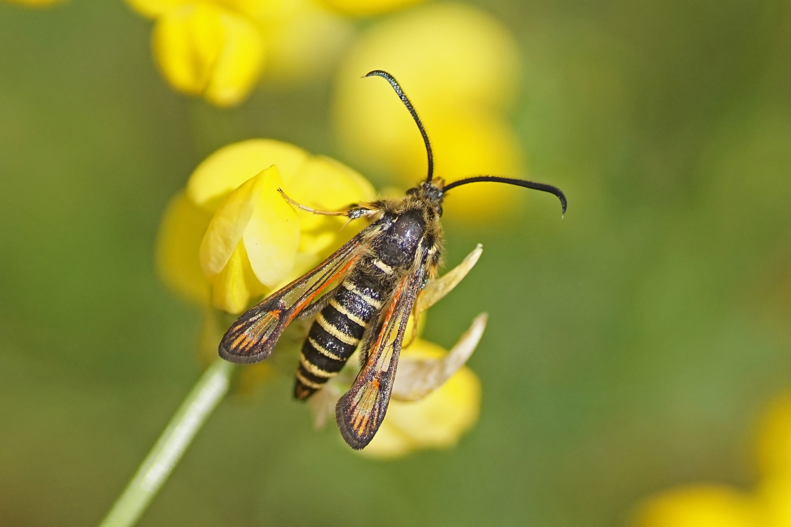 Hornklee-Glasflügler (Bembecia ichneumoniformis), Männchen