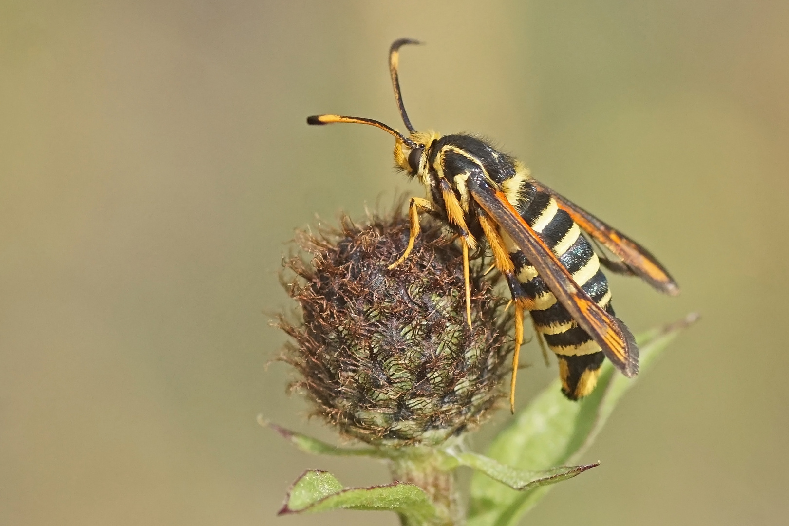 Hornklee-Glasflügler (Bembecia ichneumoniformis), Weibchen