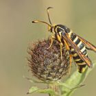 Hornklee-Glasflügler (Bembecia ichneumoniformis), Weibchen