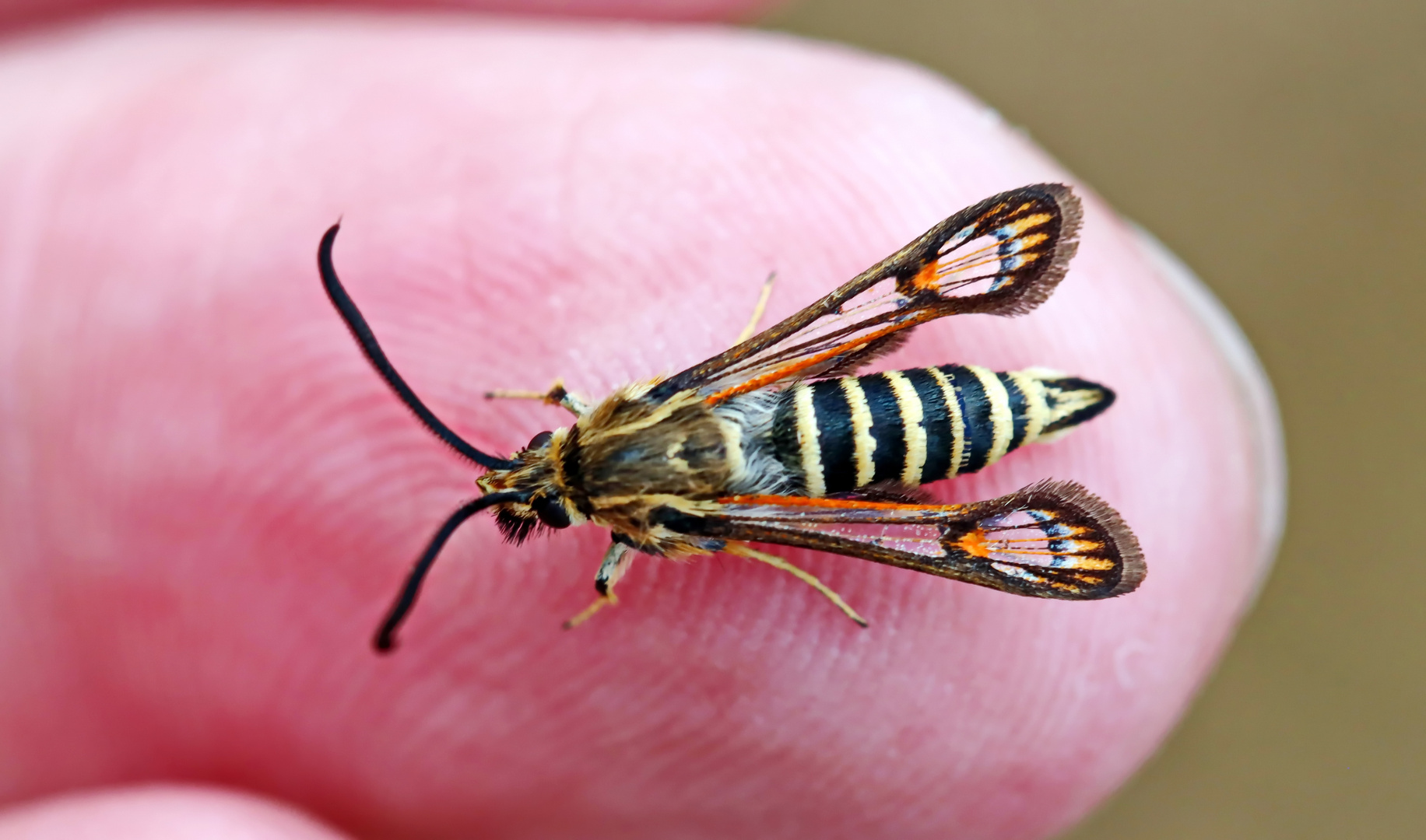 Hornklee-Glasflügler,Bembecia ichneumoniformis