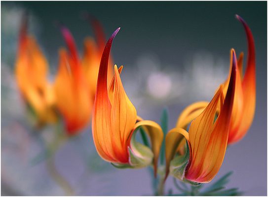 Hornklee_ Heinz Schaub