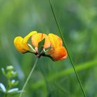 Hornklee (Lotus corniculatus)