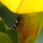 Hornklee mit Fransenflügler-Besuch: Aelothrips sp.