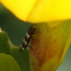 Hornklee mit Fransenflügler-Besuch: Aelothrips sp.