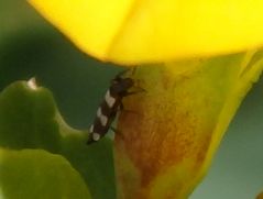 Hornklee mit Fransenflügler-Besuch: Aelothrips sp.