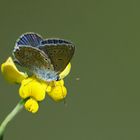 Hornklee mit liebem Besuch