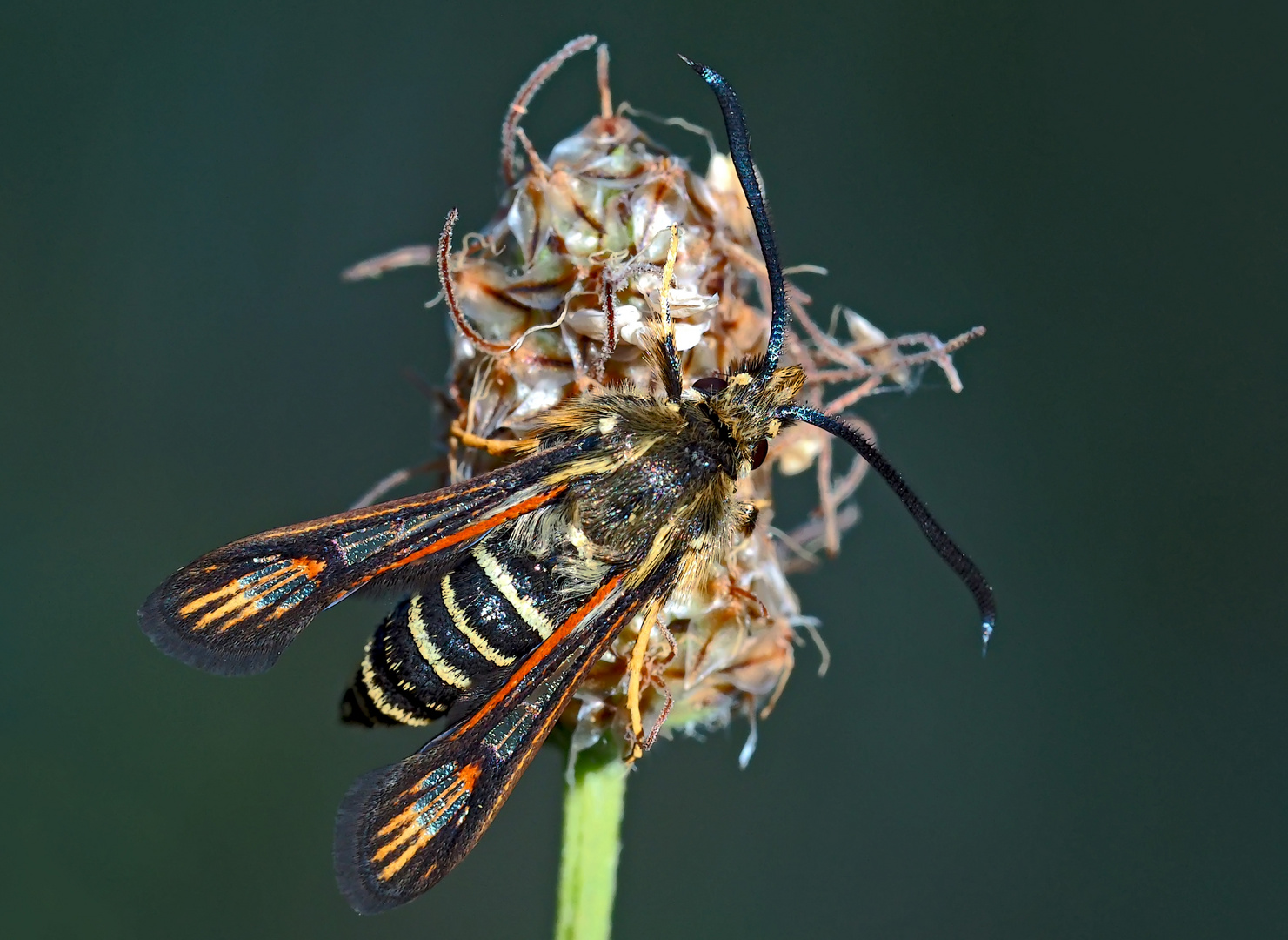 Hornklee- oder Hauhechel-Glasflügler - ein Schmetterling! - La Sésie ichneumon ou de la Bugrane...