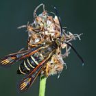 Hornklee- oder Hauhechel-Glasflügler - ein Schmetterling! - La Sésie ichneumon ou de la Bugrane...