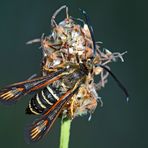 Hornklee- oder Hauhechel-Glasflügler - ein Schmetterling! - La Sésie ichneumon ou de la Bugrane...