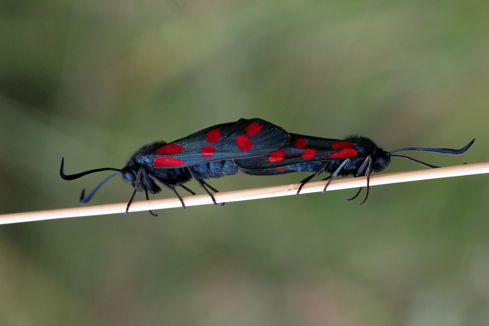 Hornklee-Widderchen..