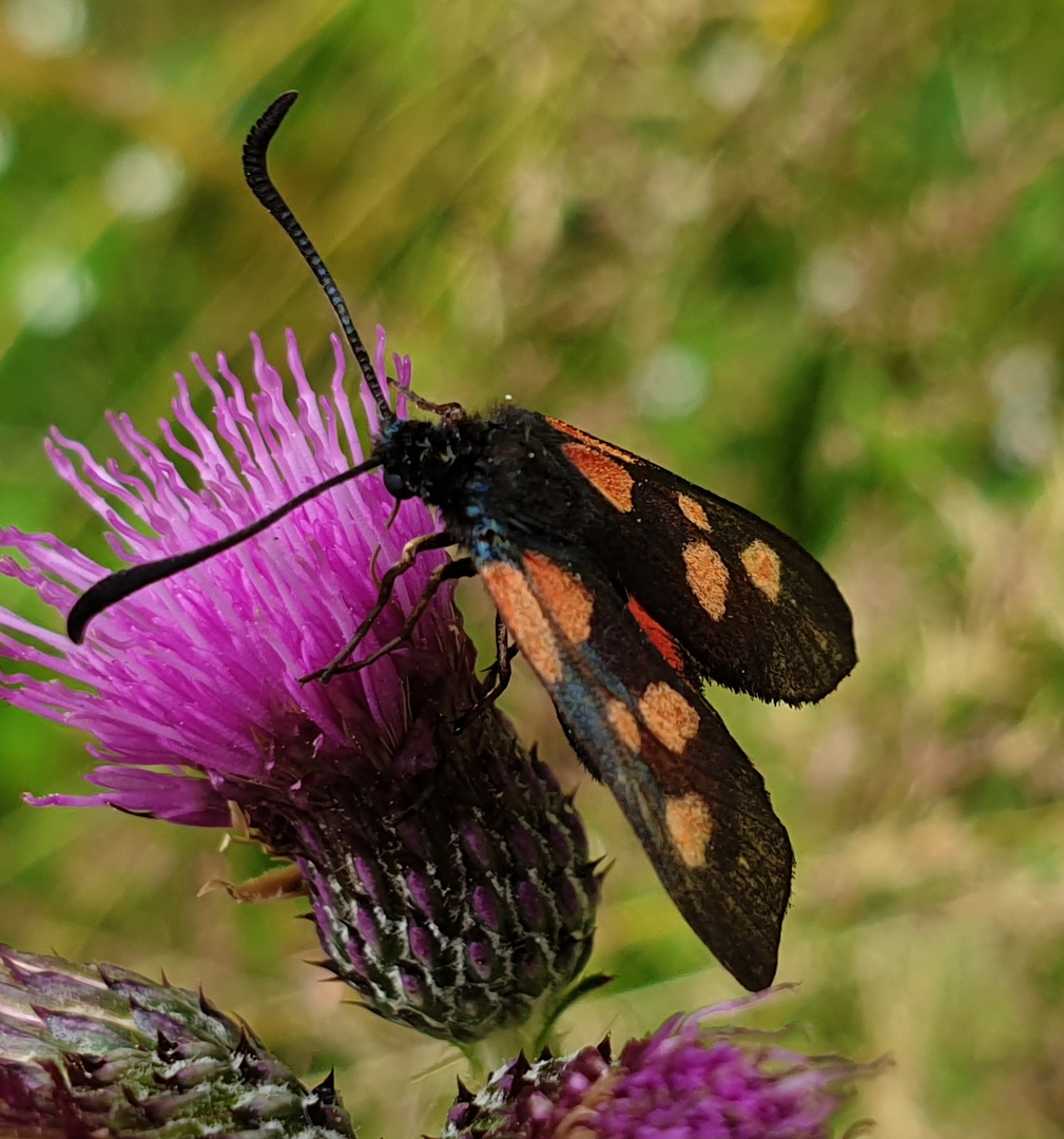 Hornklee Widderchen 