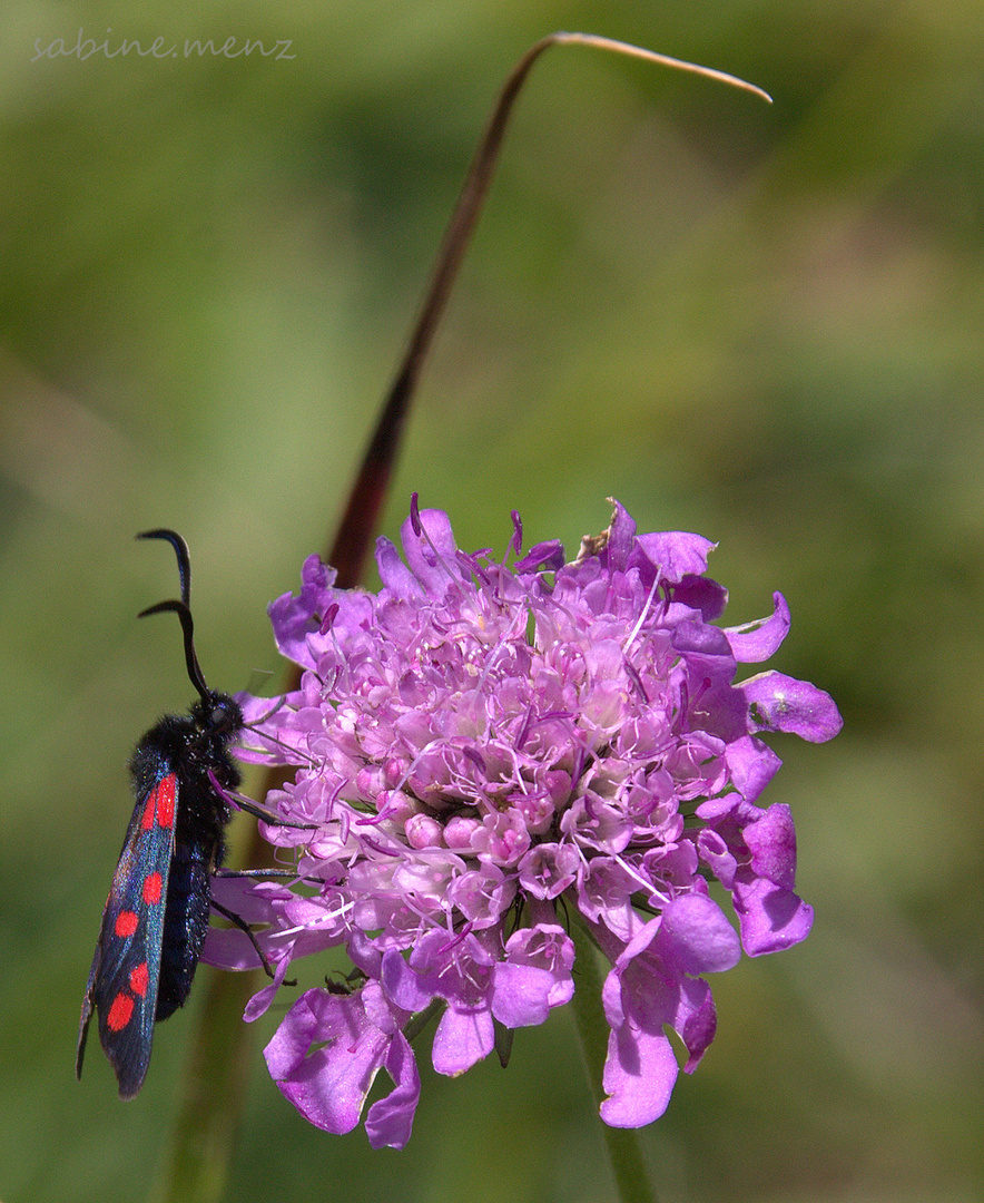 ...Hornklee Widderchen...